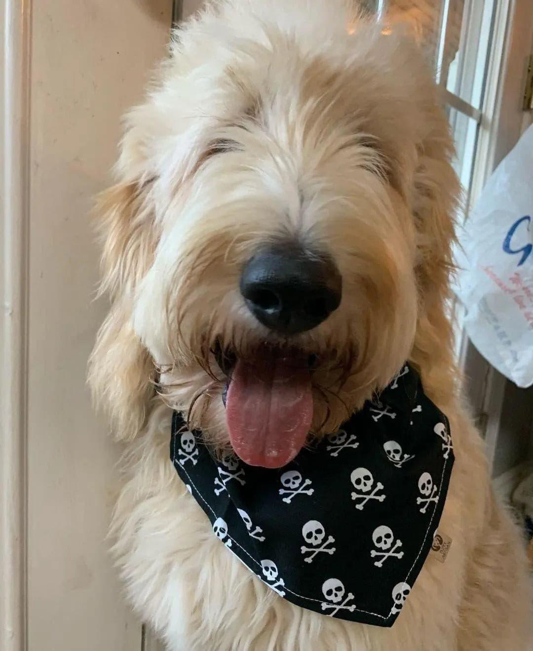 Skull Bandana - Puppy Artisan