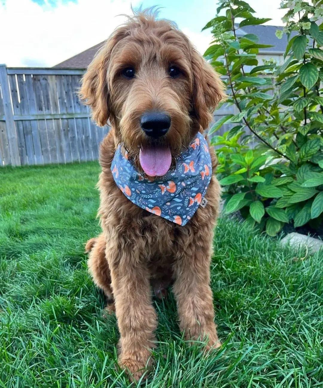 Sleepy Foxes Bandana - Puppy Artisan