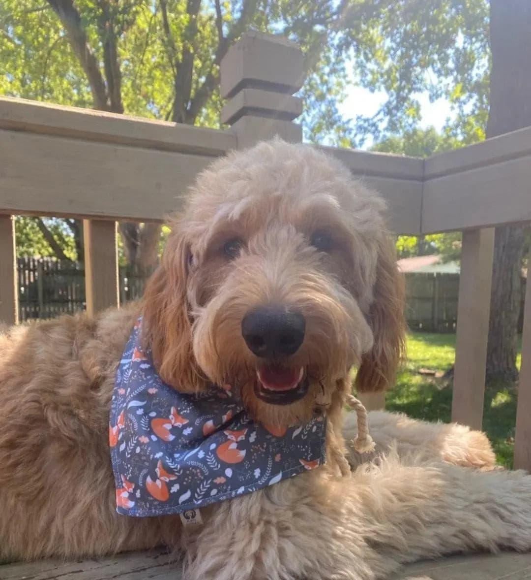 Sleepy Foxes Bandana - Puppy Artisan