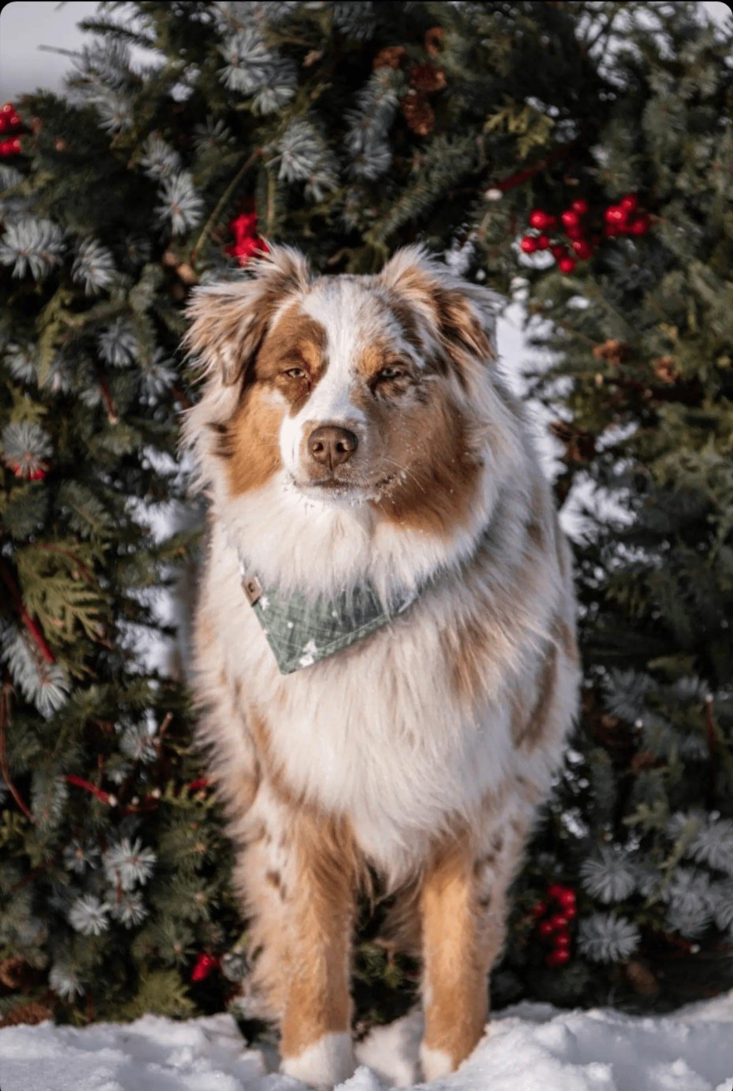 Snowy Christmas Florals Bandana - Puppy Artisan