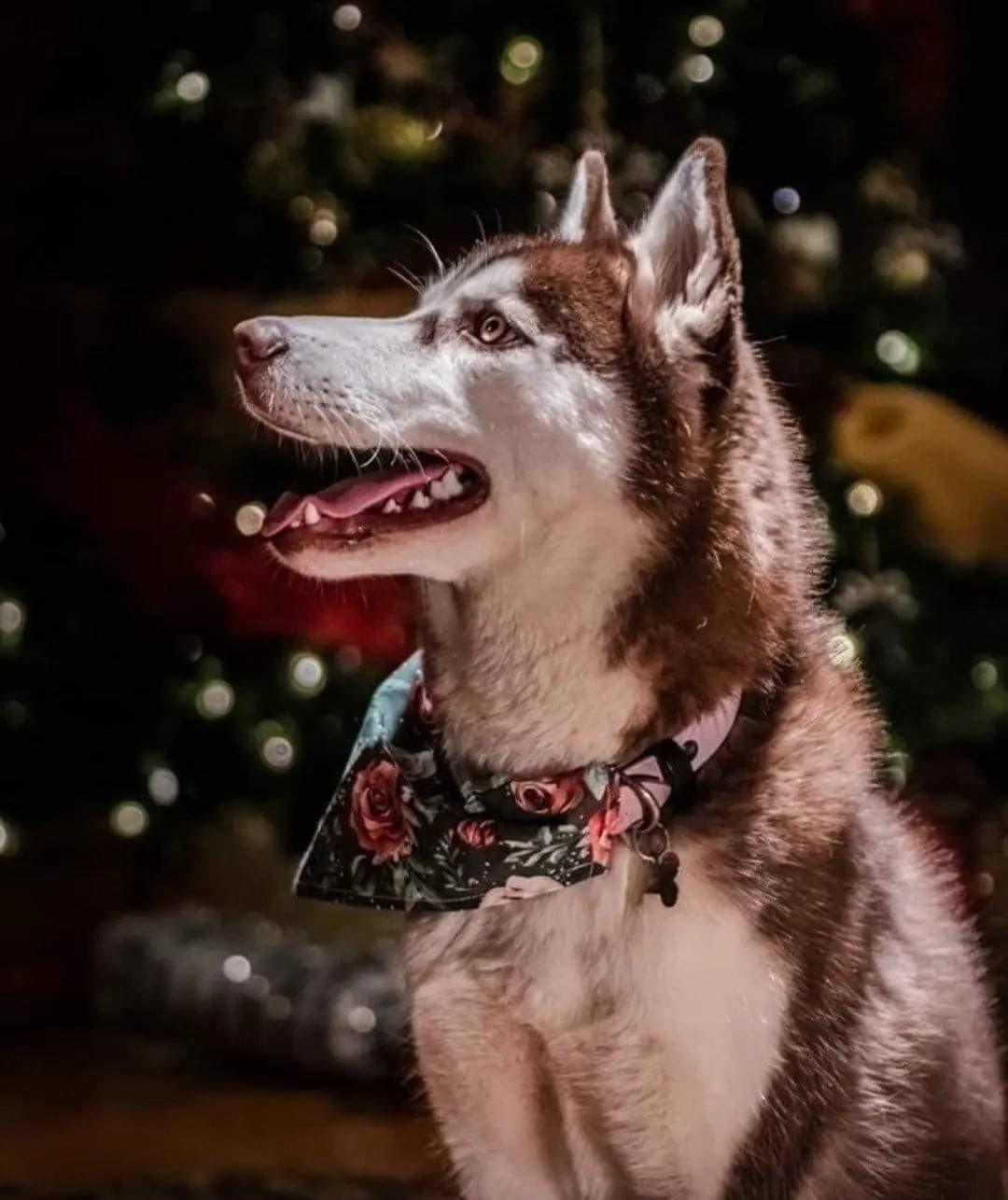 Snowy Christmas Florals Bandana - Puppy Artisan