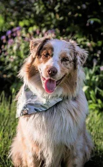 Soft Eucalyptus Bandana - Puppy Artisan