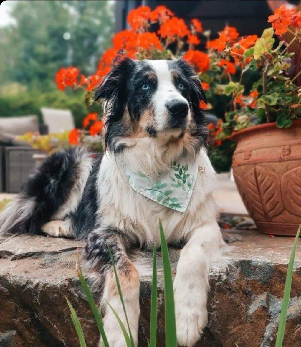 Soft Eucalyptus Bandana - Puppy Artisan