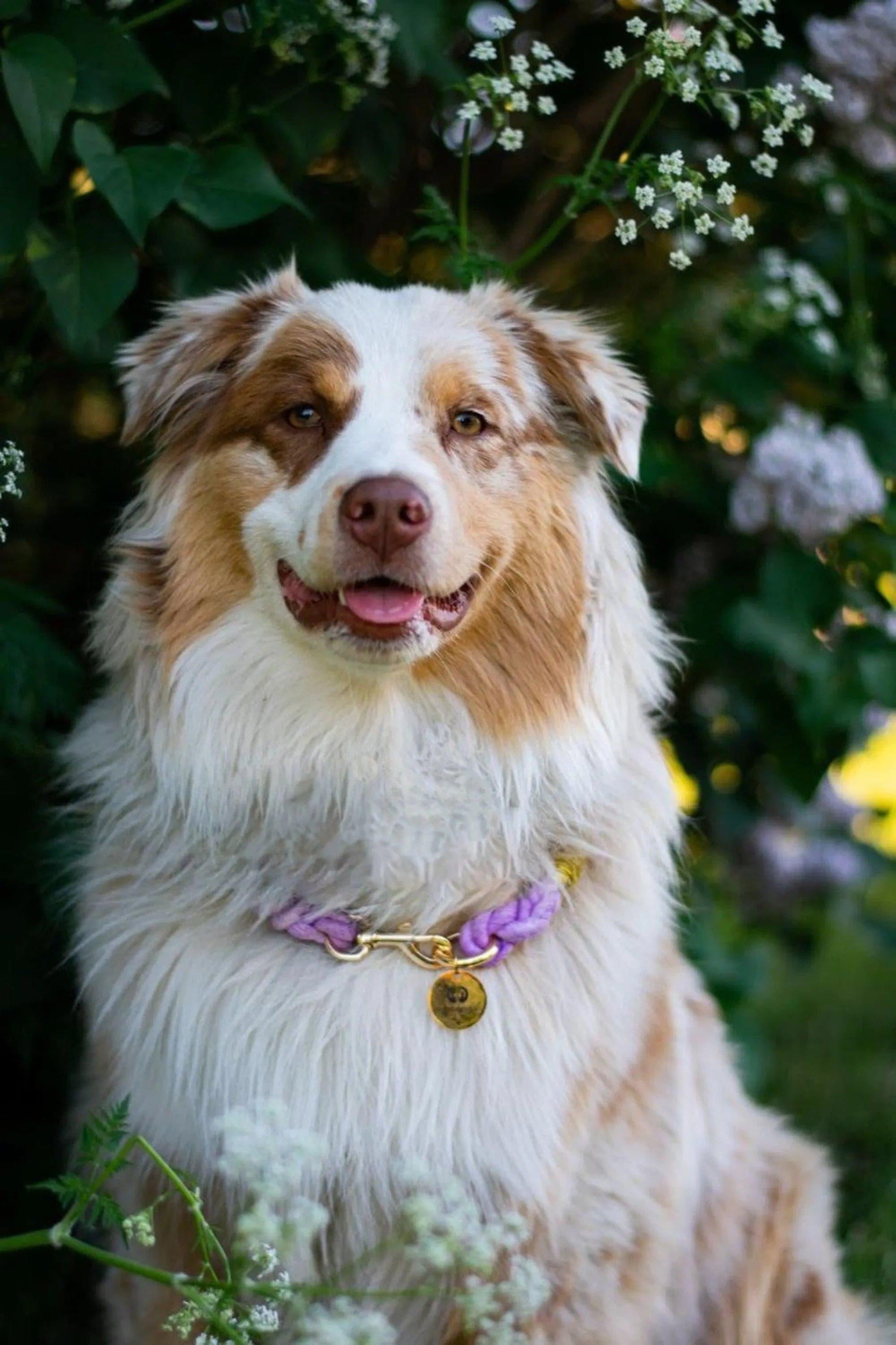Spring Collection Collars & Leashes - Puppy Artisan