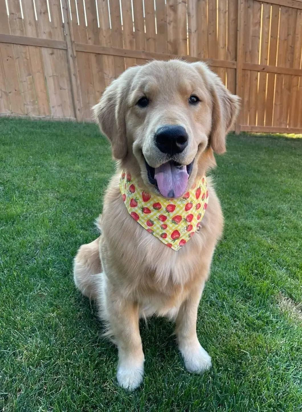 Strawberries Sweet Bandana - Puppy Artisan