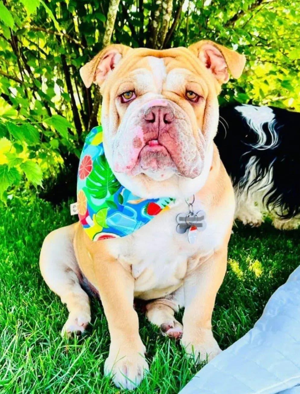 Summer Drinks Bandana - Puppy Artisan