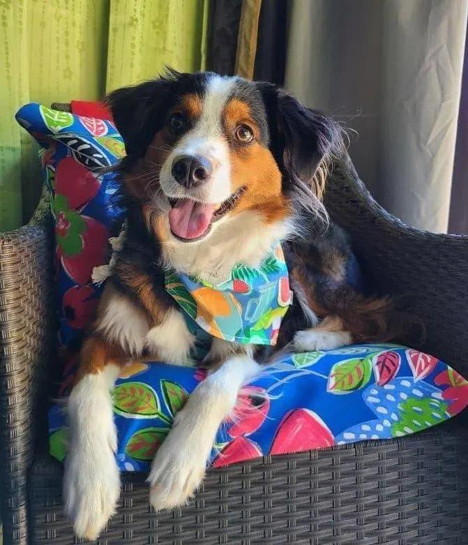 Summer Drinks Bandana - Puppy Artisan