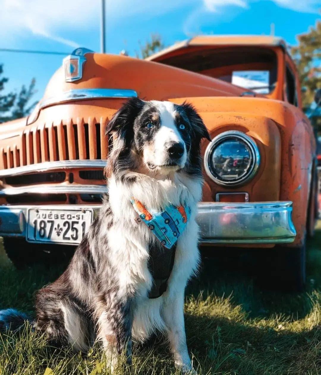 Summer Vintage Trucks Bandana - Puppy Artisan