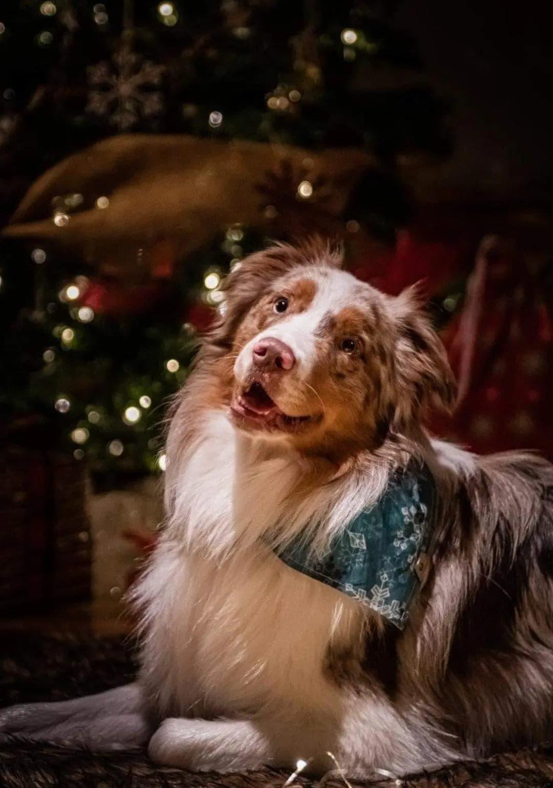 Sweet Boho Christmas Bandana - Puppy Artisan