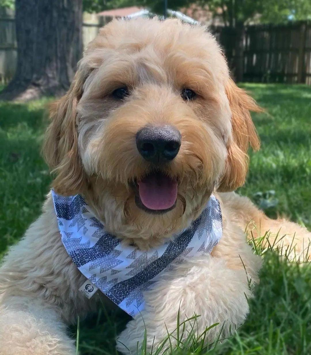 Woven Aztec Bandana - Puppy Artisan